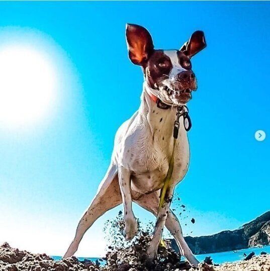 普段とのギャップがたまらない 犬たちの変顔をご覧あれ いぬのきもちweb Magazine